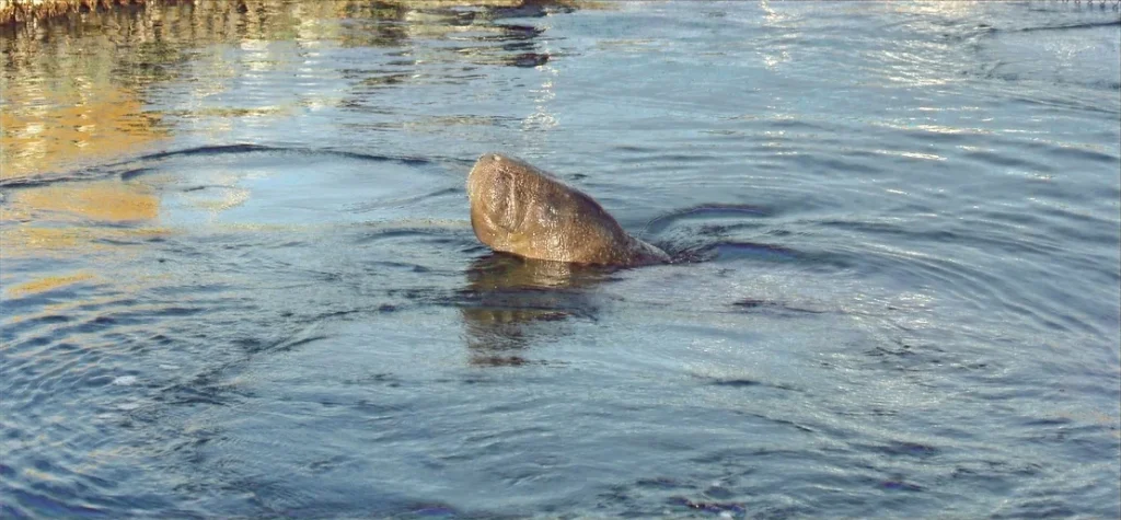 ong-cearense-conquista-licenca-para-trazer-o-peixe-boi-tico-de-volta-para-o-brasil